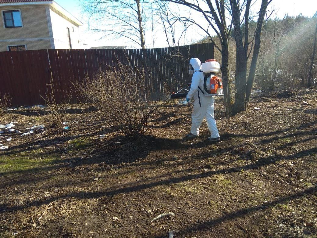 Обработка участка от борщевика