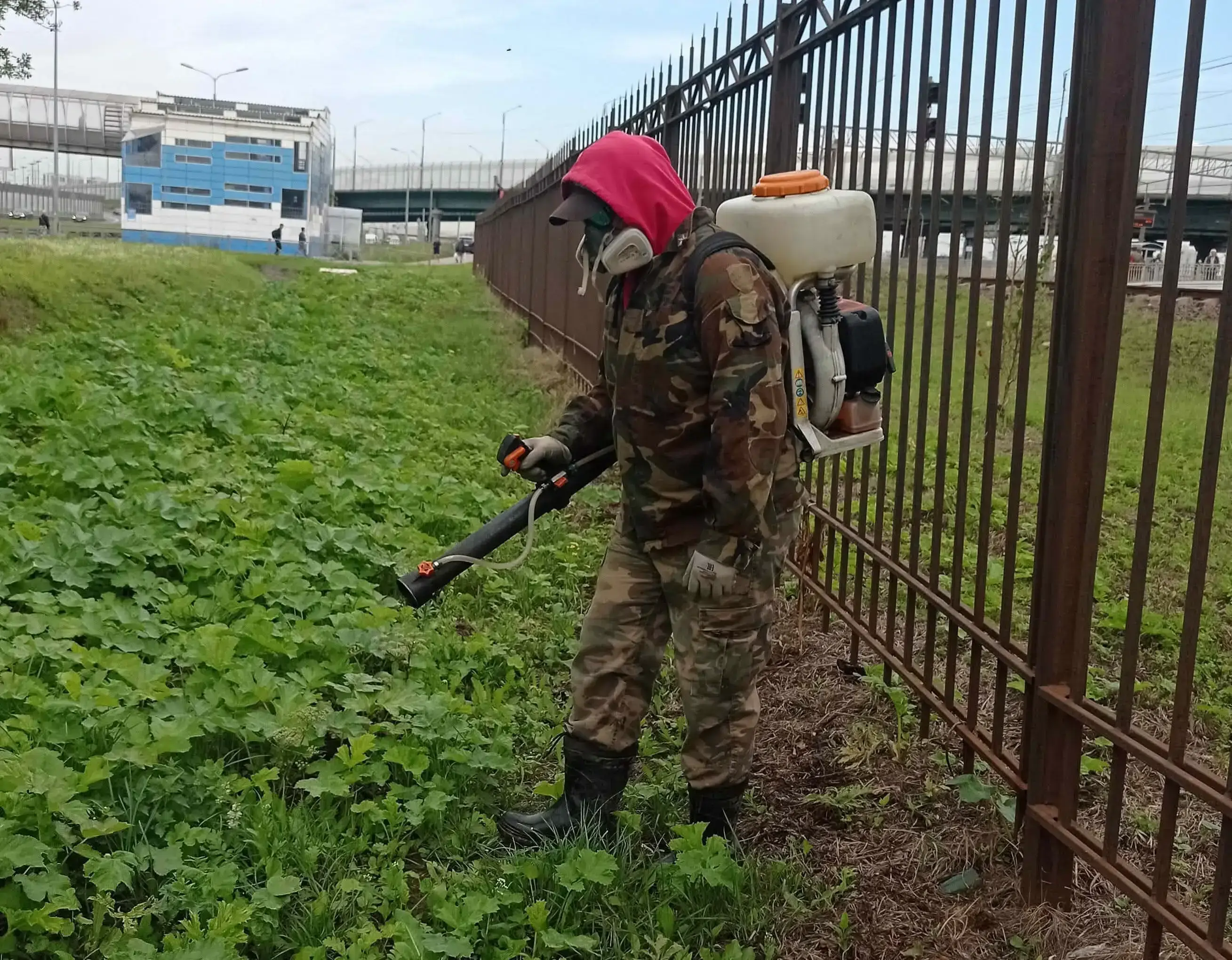 Провессионалльное уничтожение борщевика Сосновского на участке в Пушкинском районе